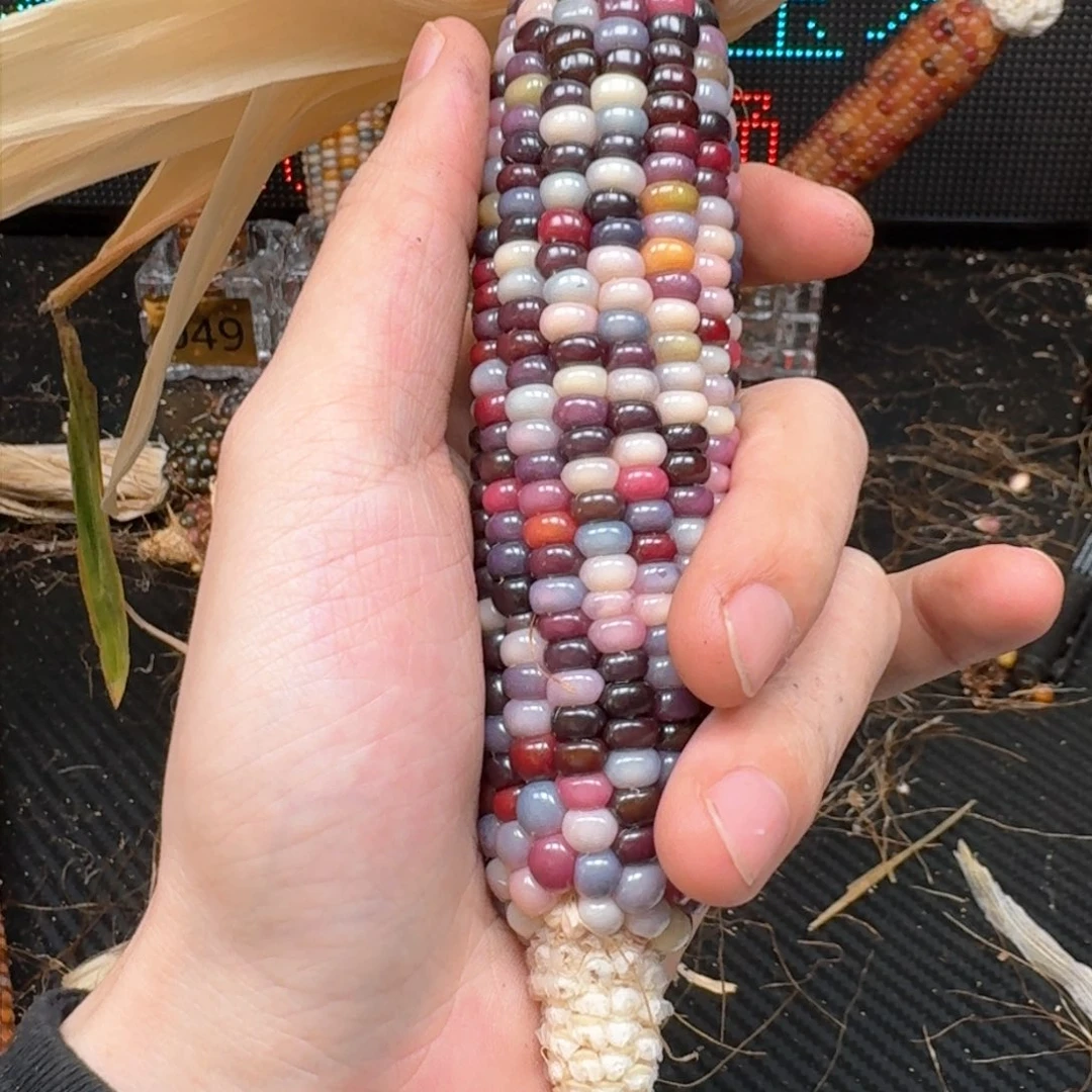 柏香籽/百香籽吊坠古**吉