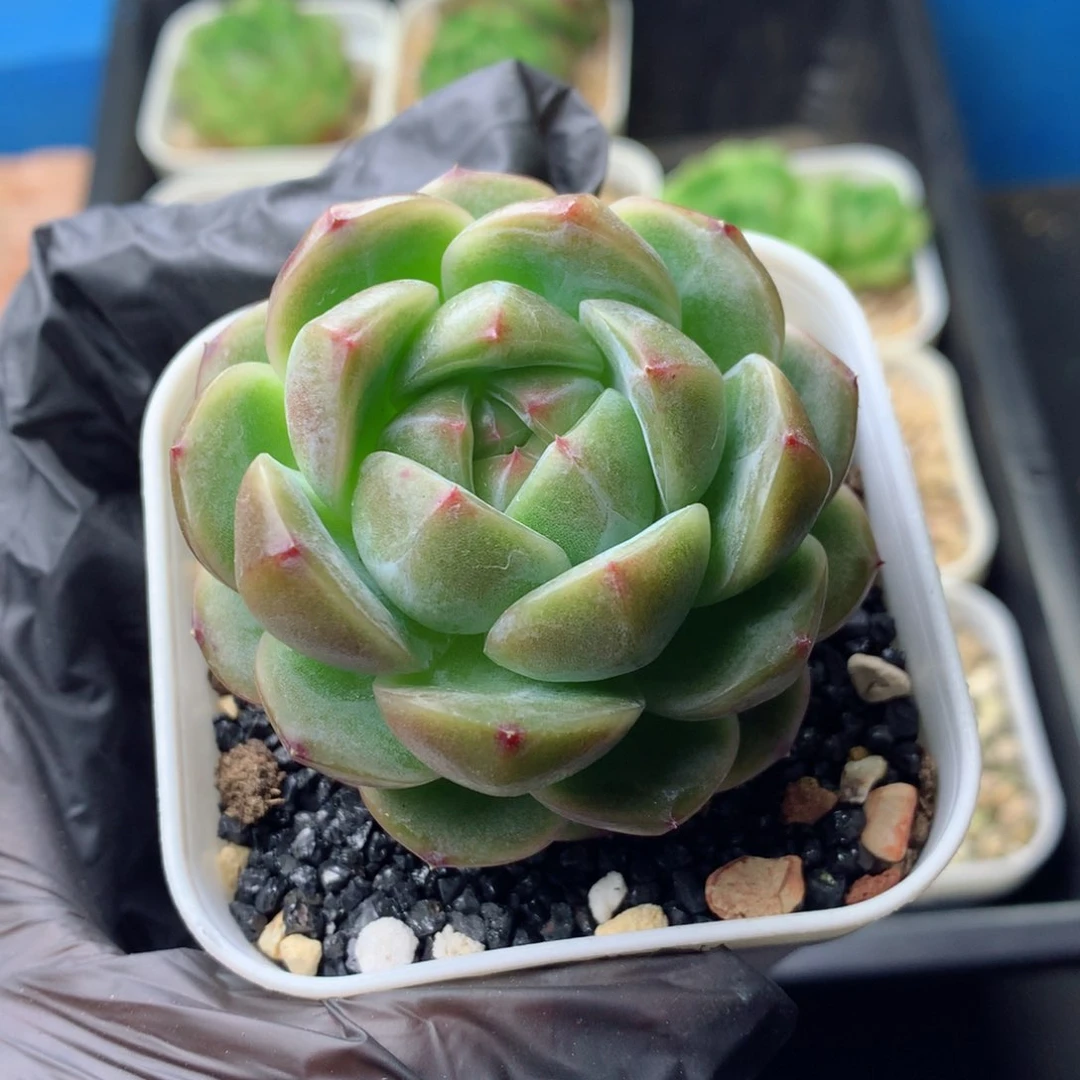 58包邮  群生不包整 142