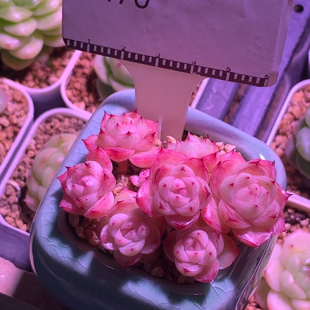 墩墩麦秆边线包子多肉