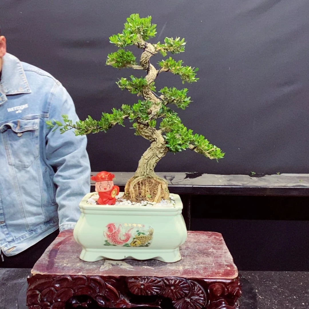 无花朵黄杨盆景雀舌软枝