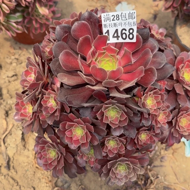 1468夕阳多肉植物