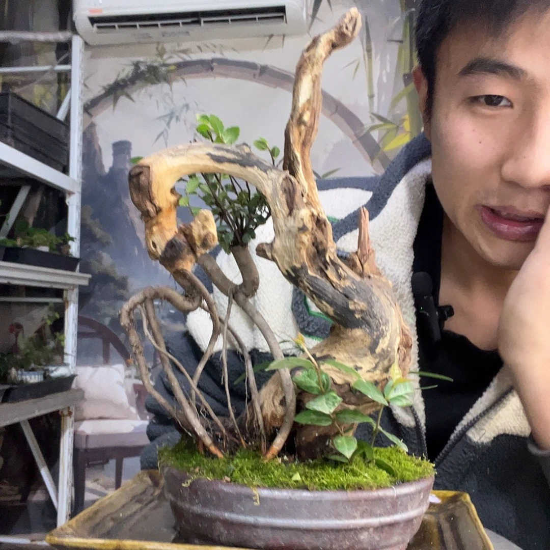 万****中青园艺一物一拍16