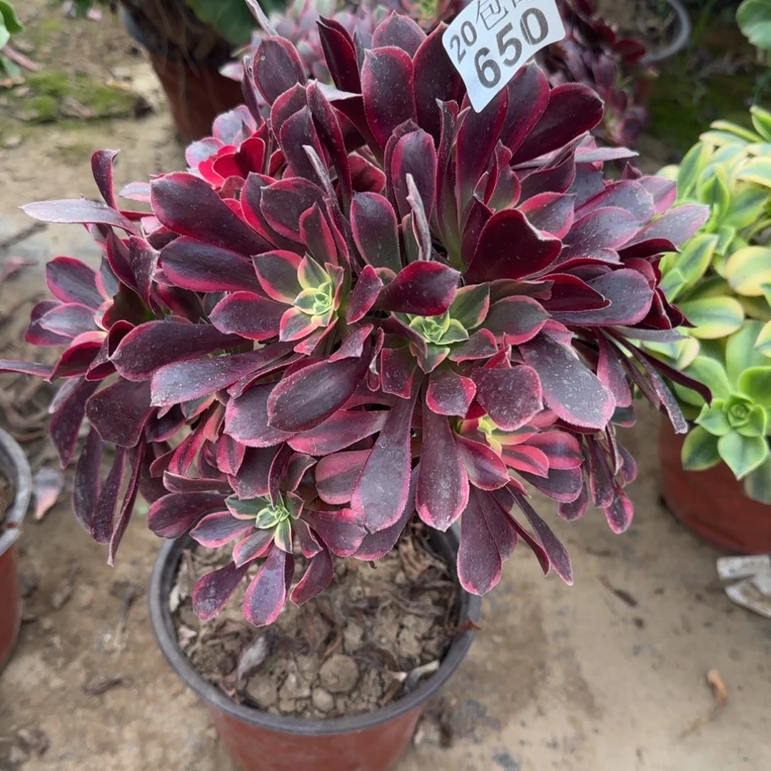 金丝650满20包邮断枝不包