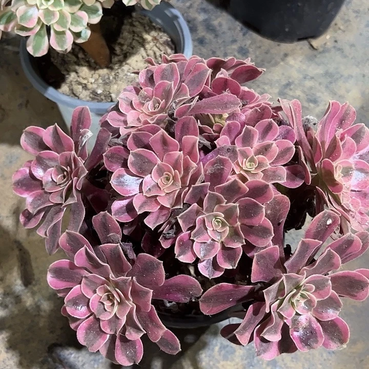多肉植物美杜莎129