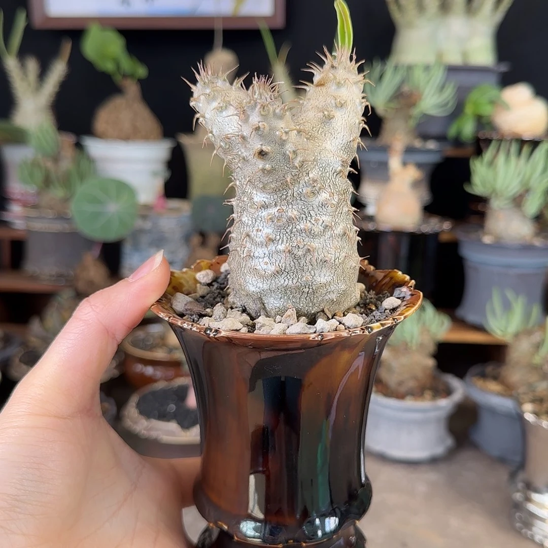 一物一拍实生象牙宫10