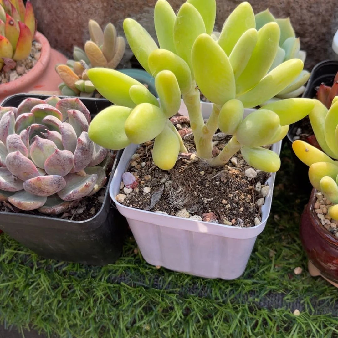 多肉植物一物一拍