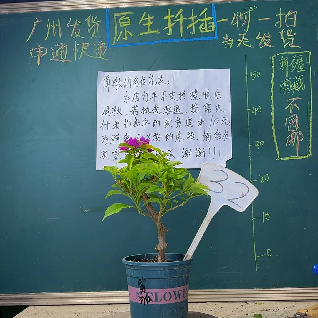 当前无花栽培后可以开花 造型杆 紫狐狸 32