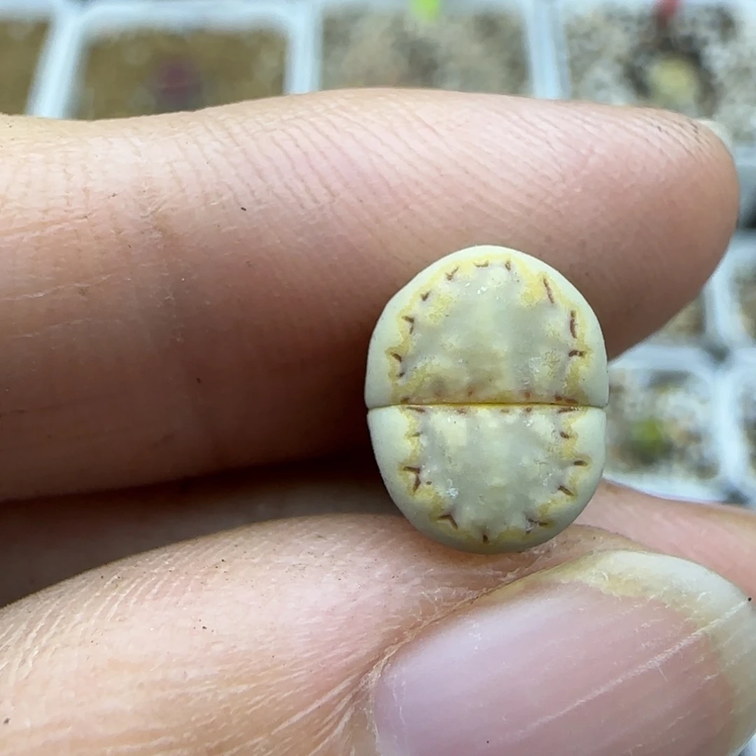 88饼干清框福利30包邮