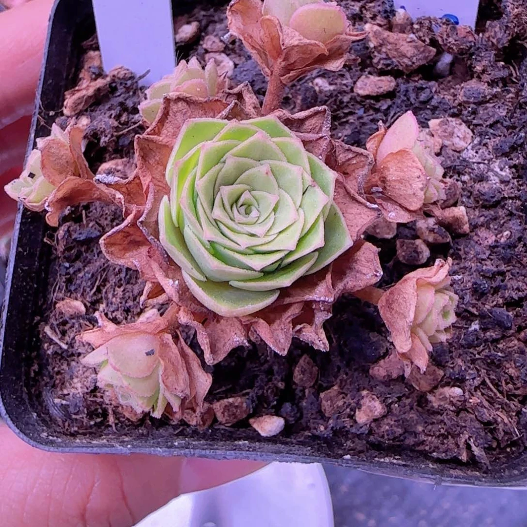 半城玫瑰水晶球杂初见14