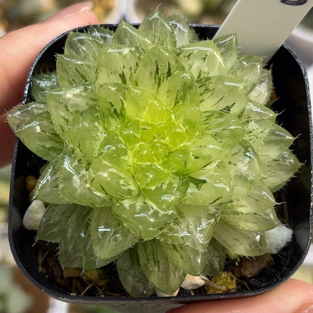 78翠云锦福利专场