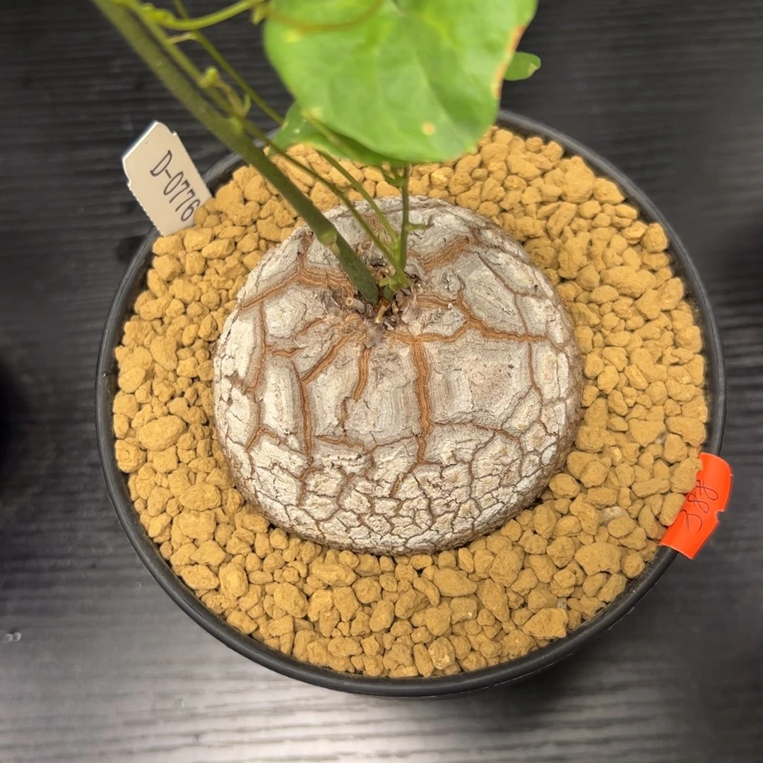 精品盆栽养定龟甲龙0776号