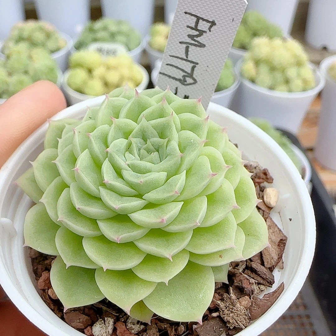 【闪购商品】0926-80（fm-179-2）