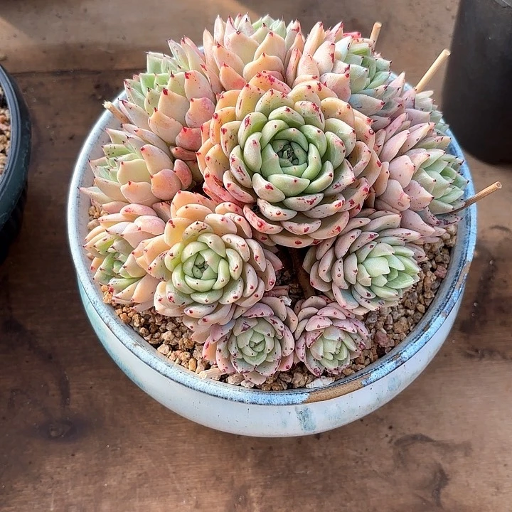 多肉植物，拉赫亚爪