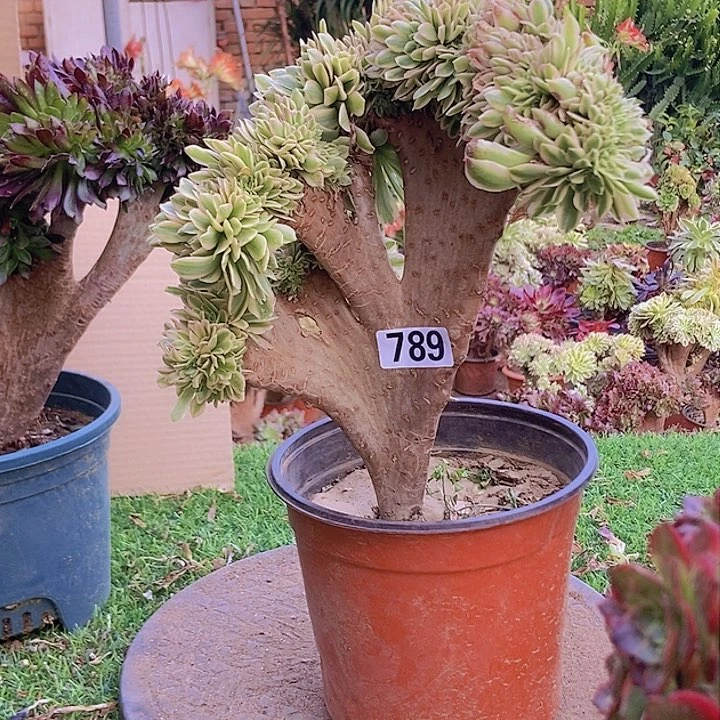 789颜宁老庄缀化老板子有瑕疵