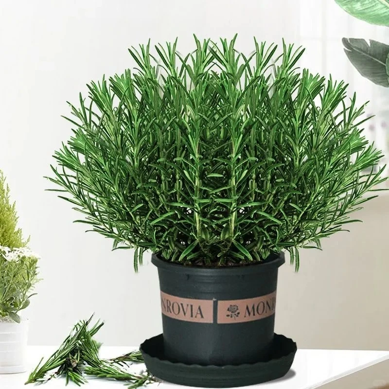 牛排专用迷迭香盆栽阳台室内绿植易养护