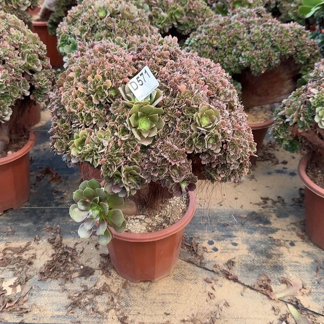 571玫瑰朵朵一颗呀呀