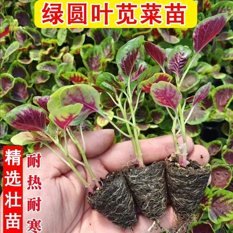 红苋菜苗带土蔬菜苗多次采收庭园种植盆栽