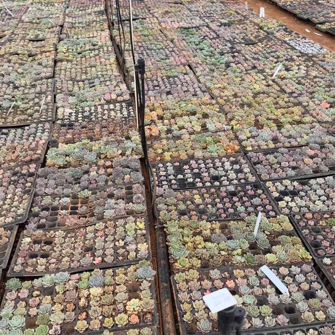 24-69带颜色珍妮混合二十颗未上色量拍