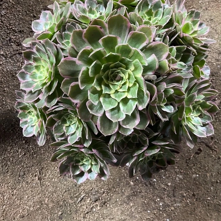 多肉植物水蜜桃锦…………