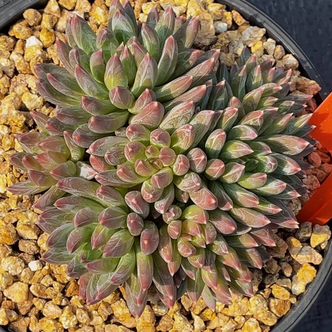 3010号上午多肉植物群生多肉植物