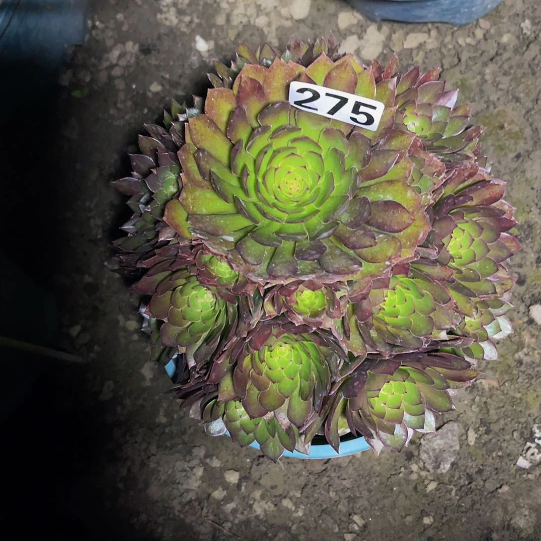 法师法师15-0包邮法师