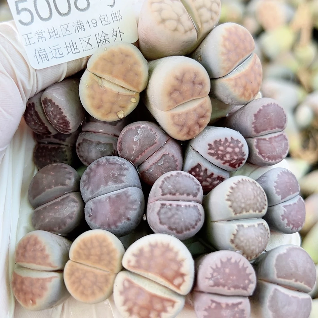 5008 好养易活生石花大母本20个腿长有点干清框福利
