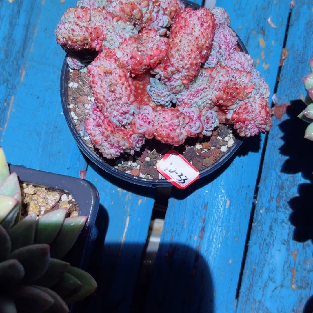 旗***门精品多肉植物老桩