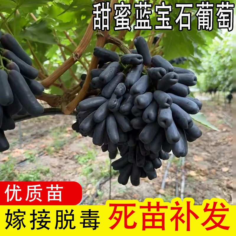 葡萄树苗嫁接蓝宝石葡萄苗爬藤葡萄苗南北方种植果树苗地栽