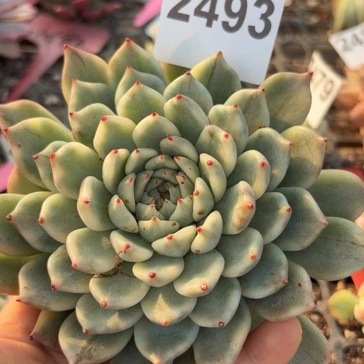 多肉植物满18包邮低于零下8度请勿下单