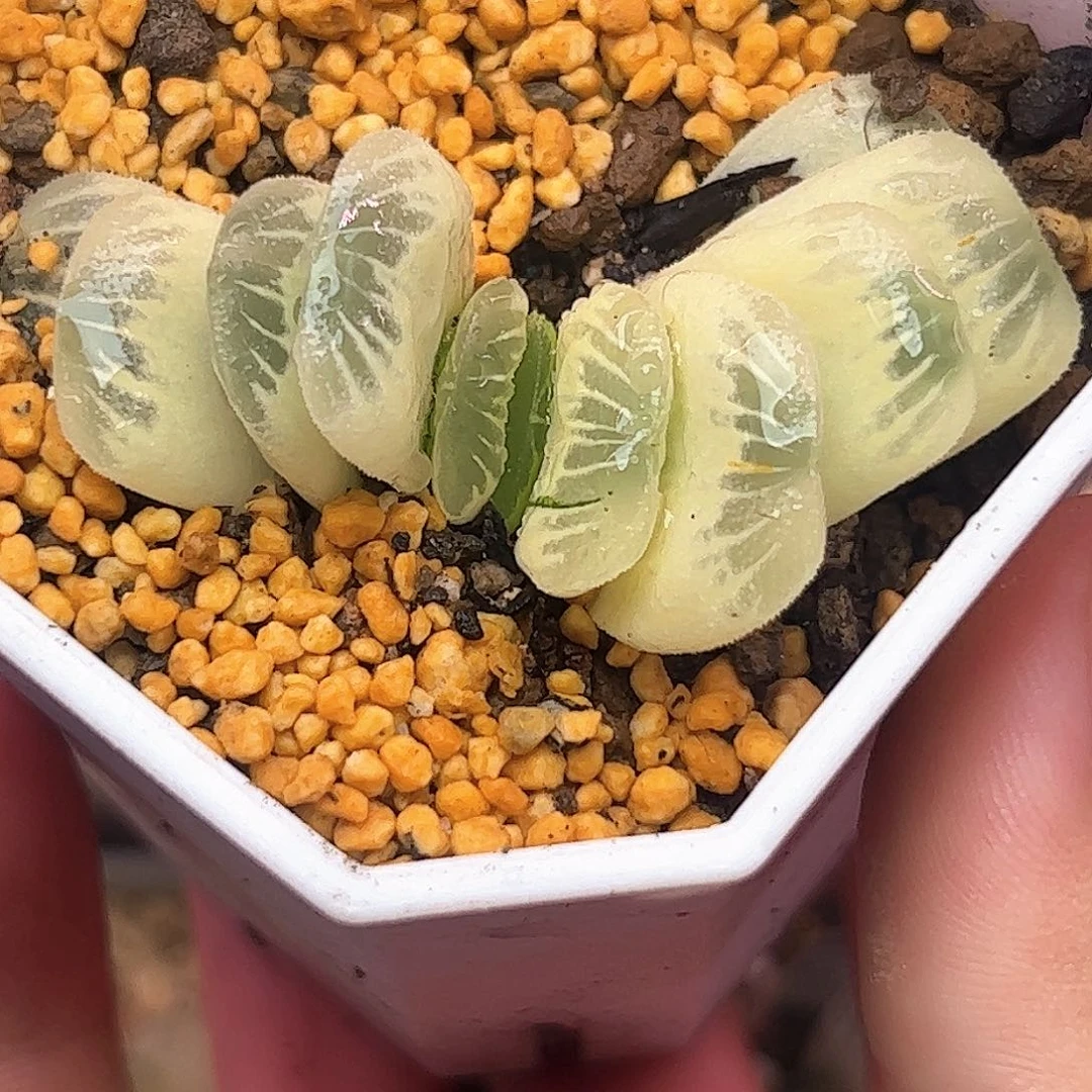 糊斑草玉扇锦糊斑