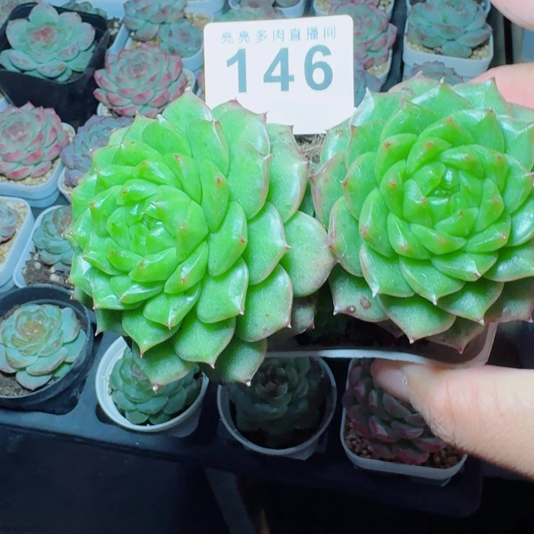 灯泡珍妮            精美多肉植物