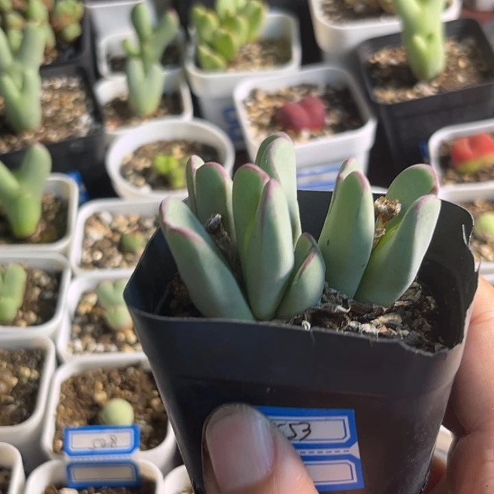 553 少将群多肉植物