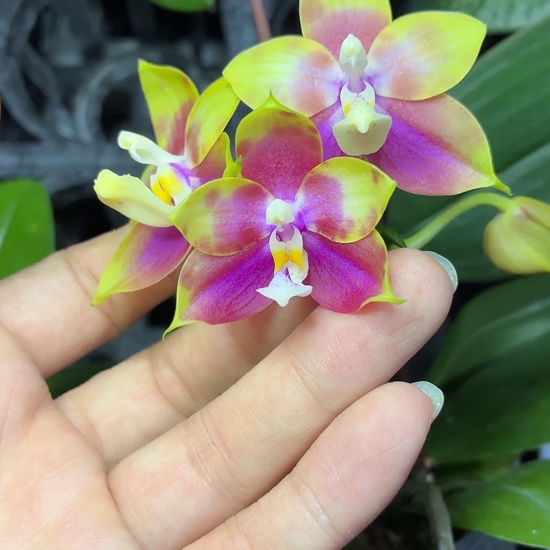 当前无花朵，栽培后可花朵A1508