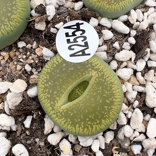 2554.绿光阳3公分