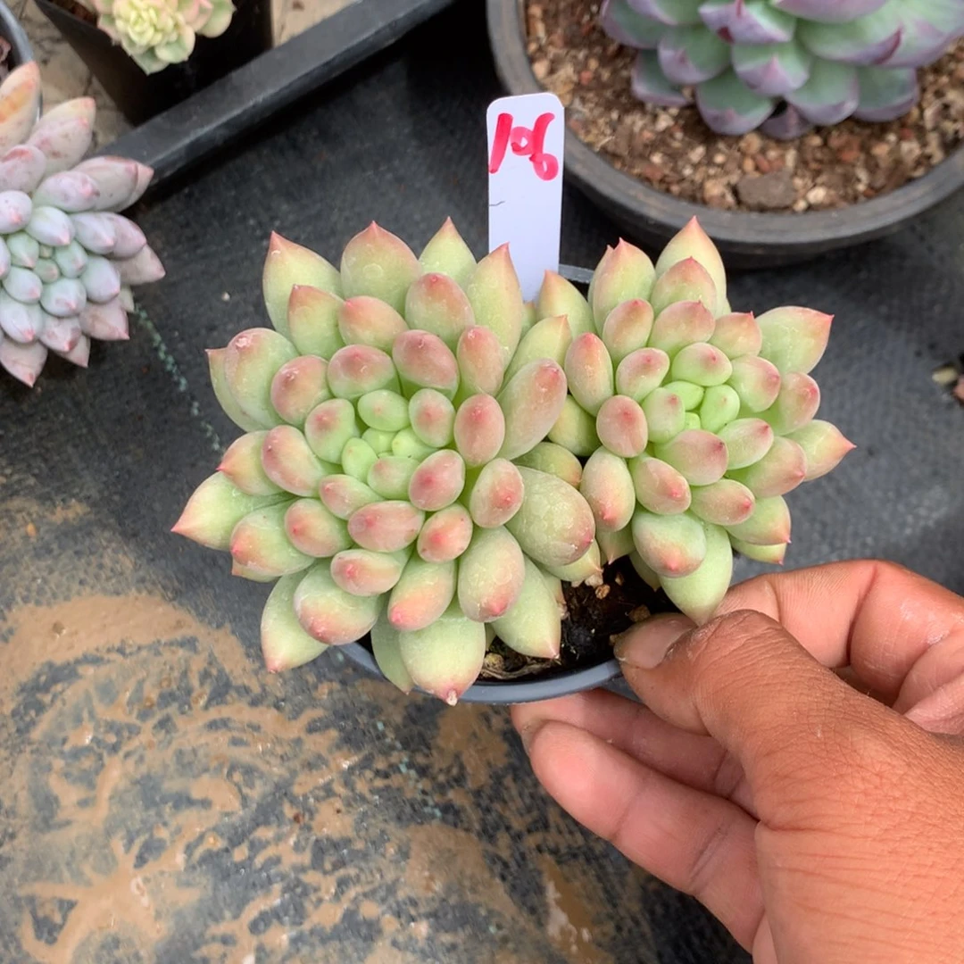 那时候是个女主呀