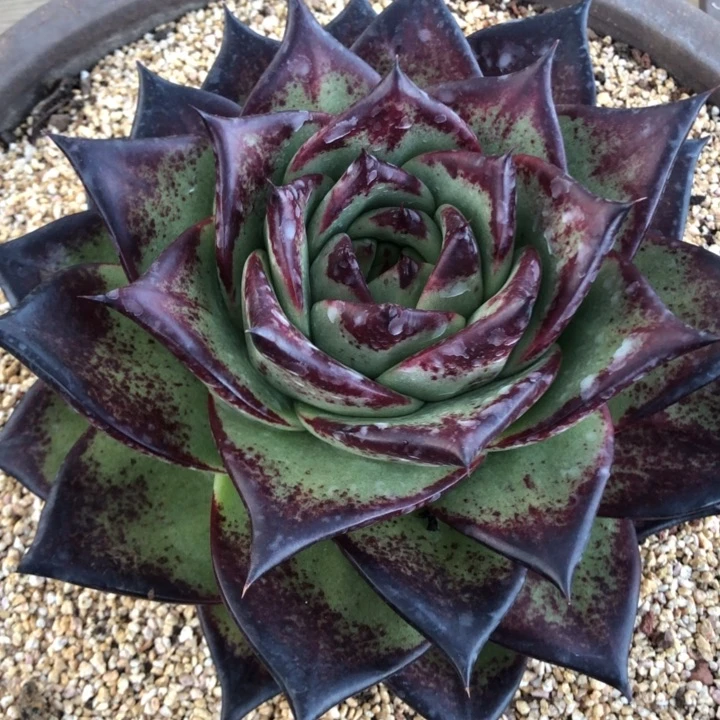 23公分大叶宽特惠000000000019