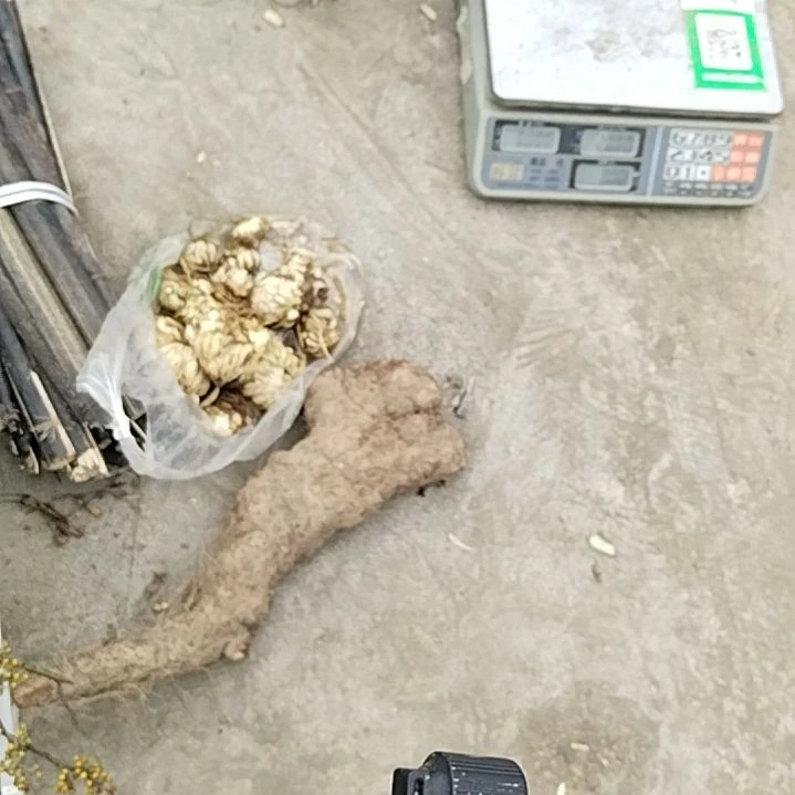 中国大陆贵州山采百合新鲜