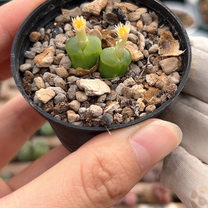 双头雪茄一颗母本精品