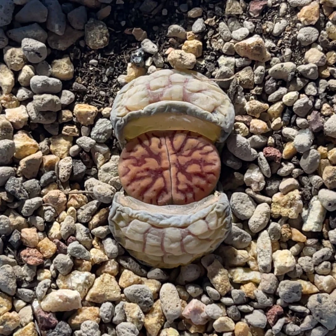 3214粗红纹线招福一颗