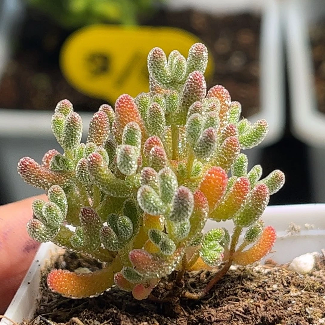 10实生冰晶优选枝干