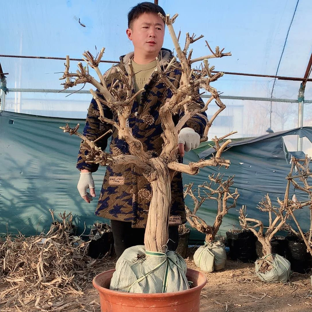 金银花000000000262