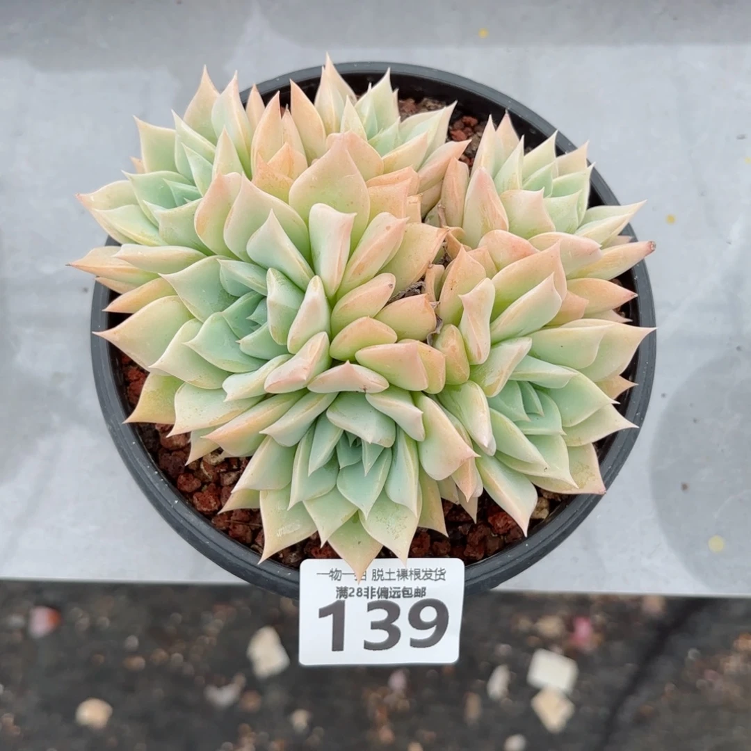 范女王老桩无盆土发货