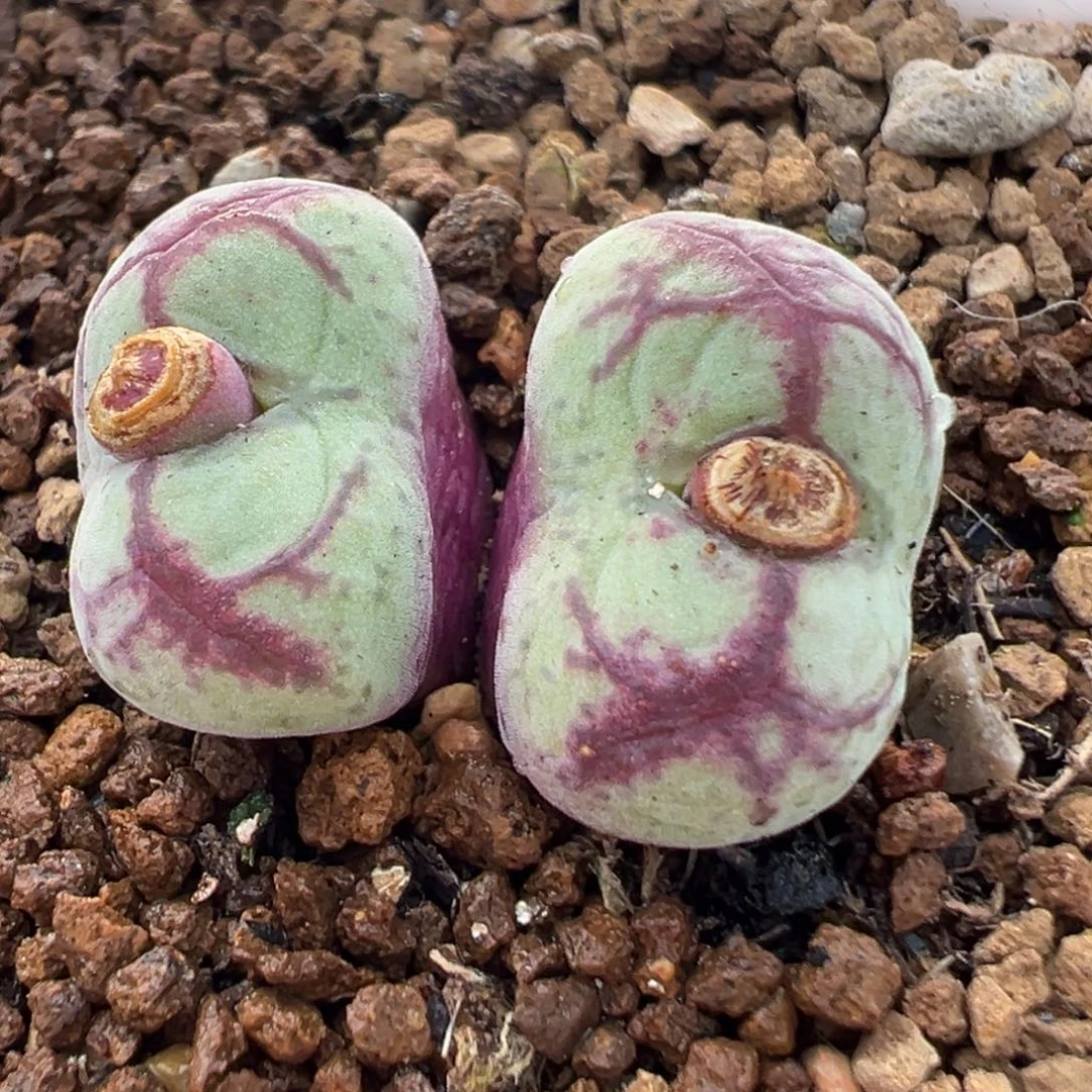 95多肉百科八重亘姬