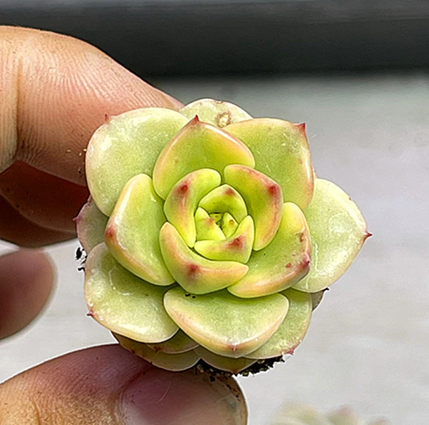 （满9.9元包邮）蜡牡丹锦多肉植物3厘米左右