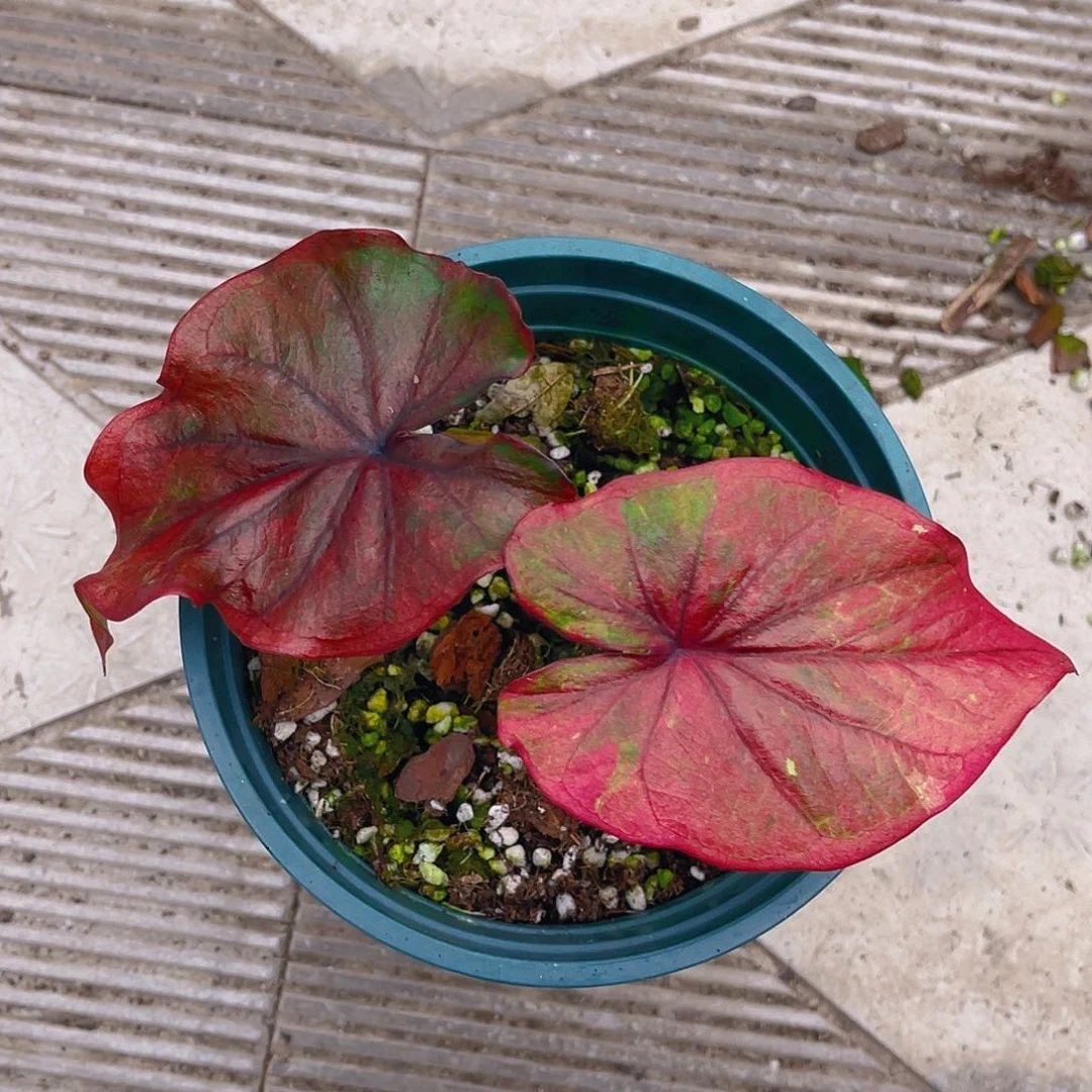 完全开放泰彩一物一拍3949