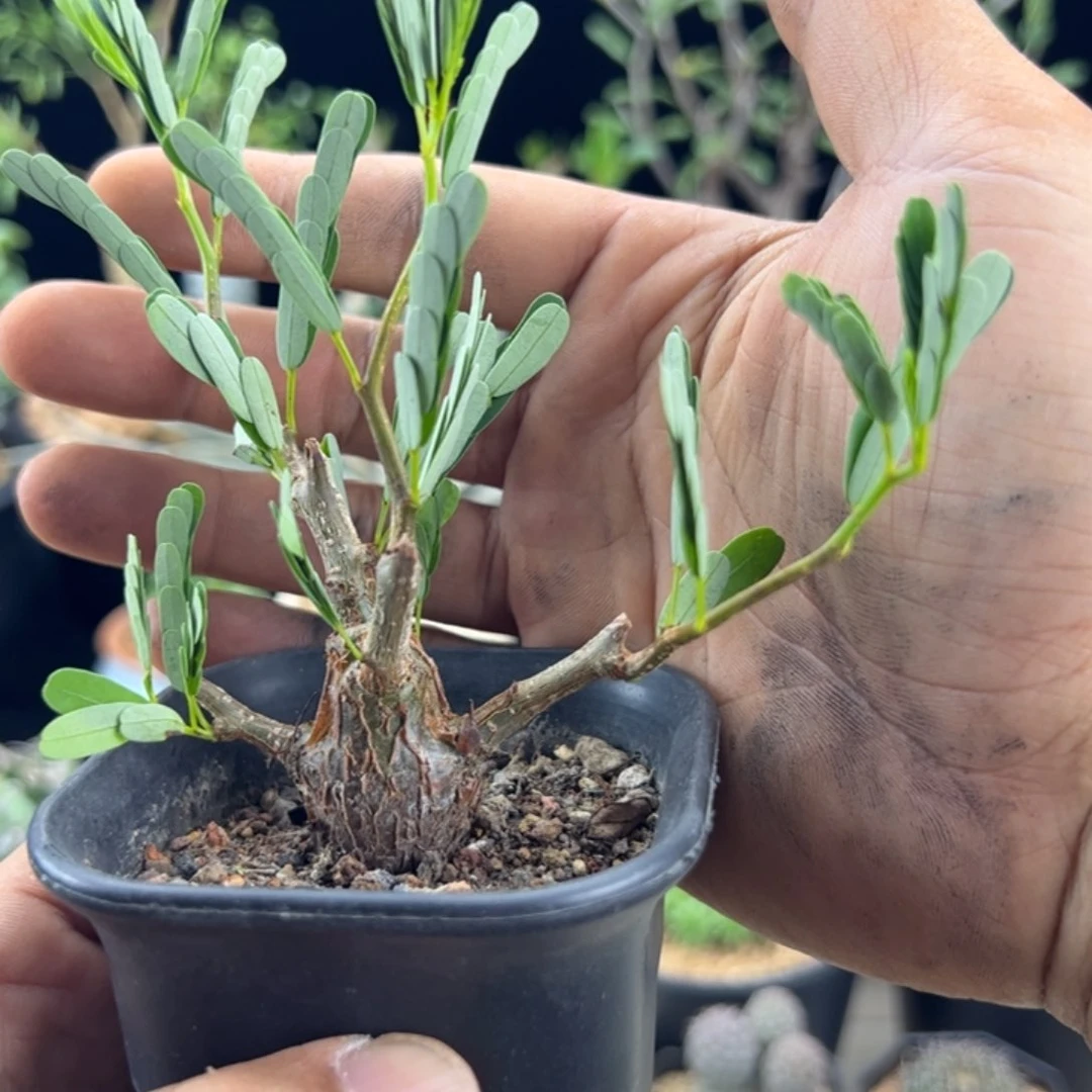 沙漠苏木一物一拍带盆发