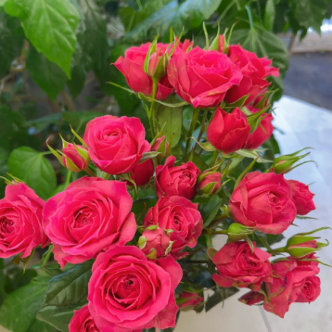 3只多头苏菲泡泡➕配草！