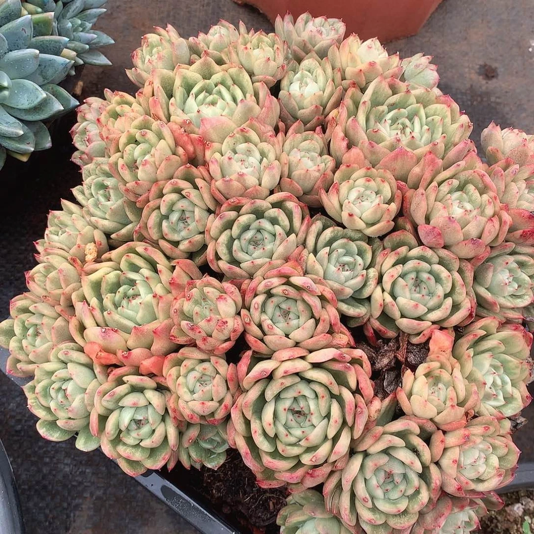 601冰天使锦一物一拍多肉