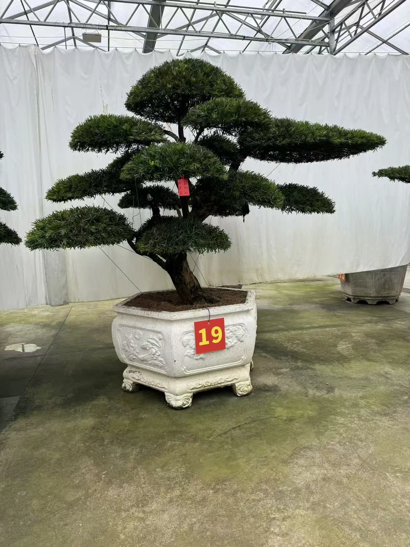 罗汉松地景盆景造型树规格齐全造型美观