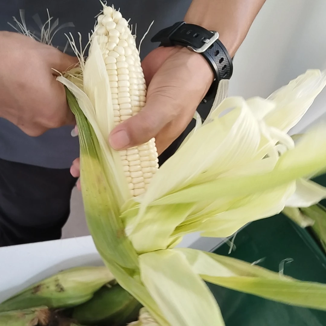 大连溯源336白甜糯玉米7穗京东送货上门